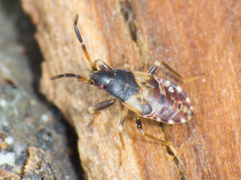 Scolopostethus Fieber, 1860